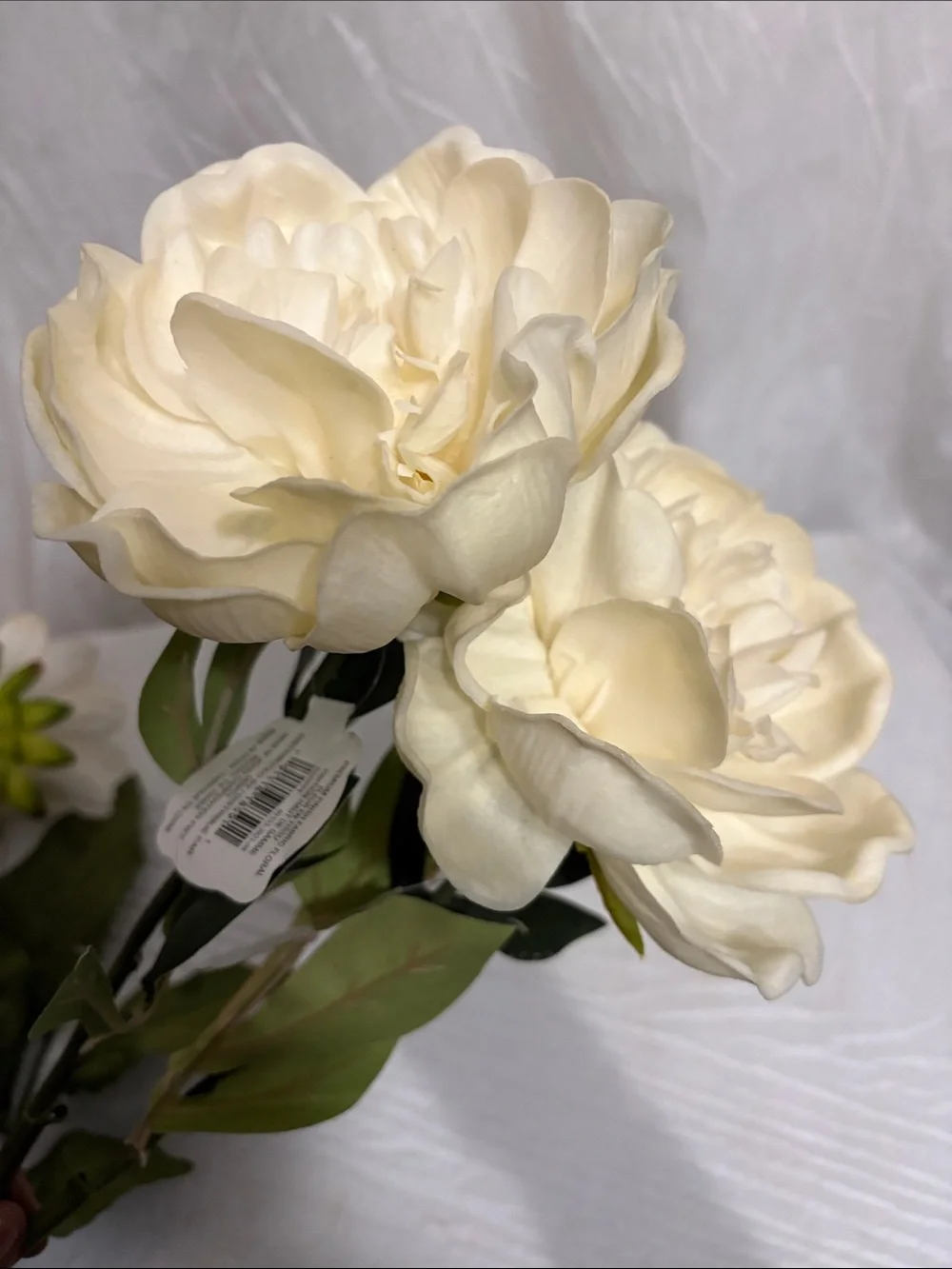 Ashland lush cream